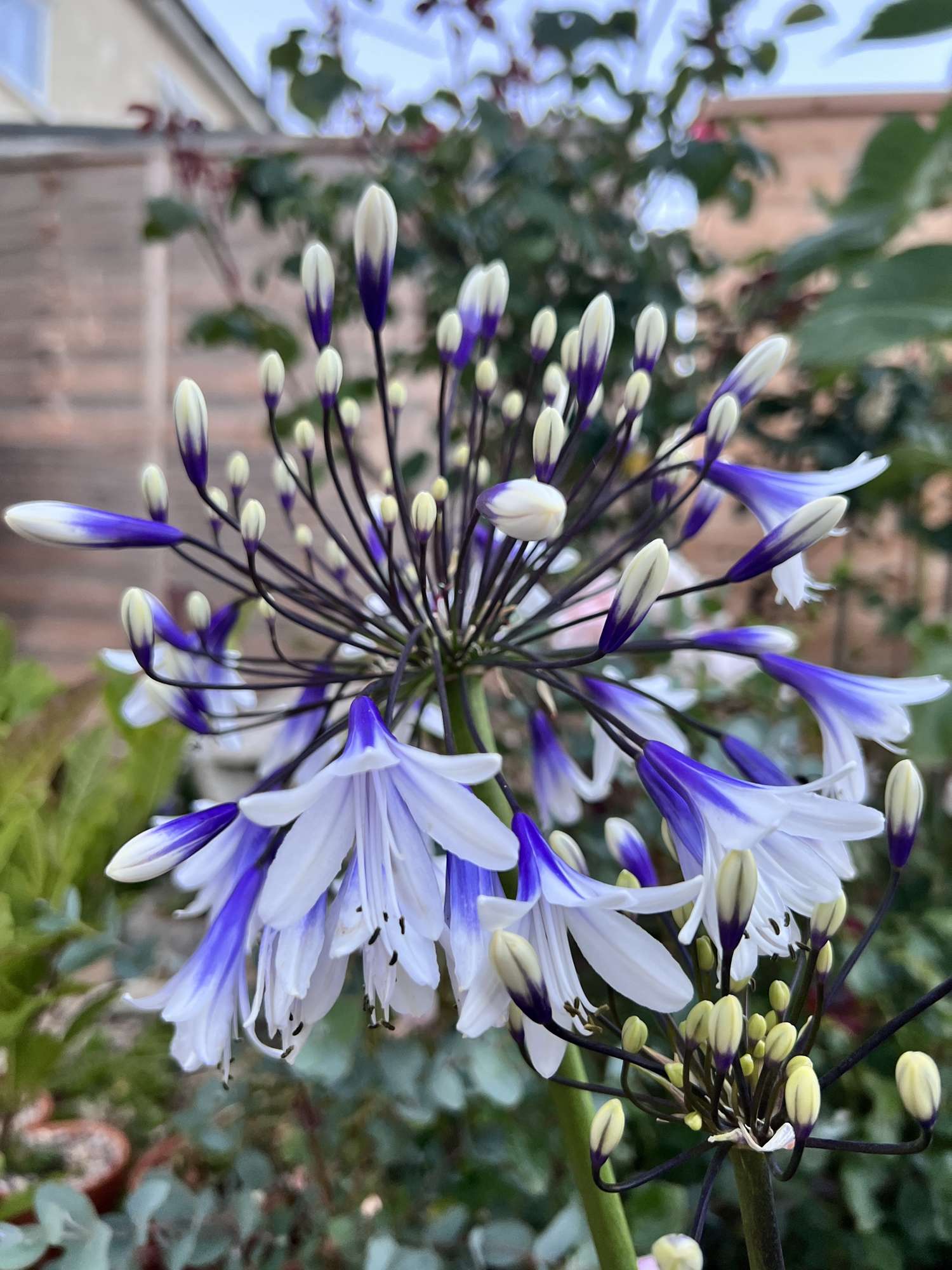 Punatupsukki 'Fireworks'